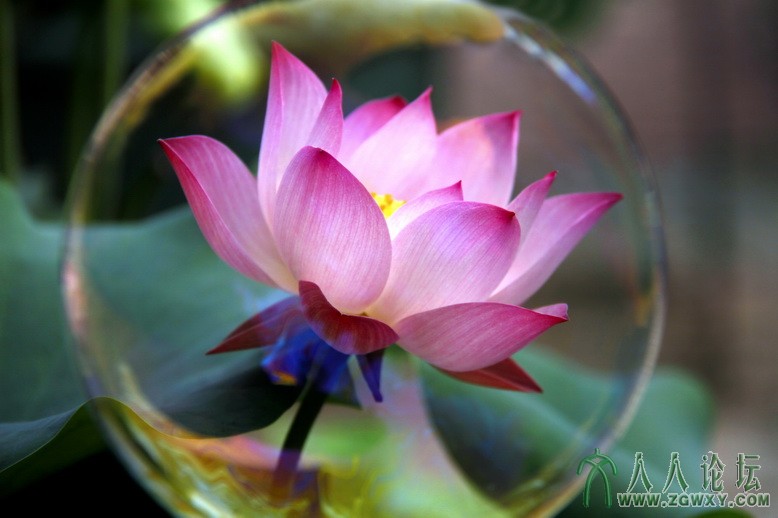 美丽的光环 范连生flsh12110@sina.com.jpg