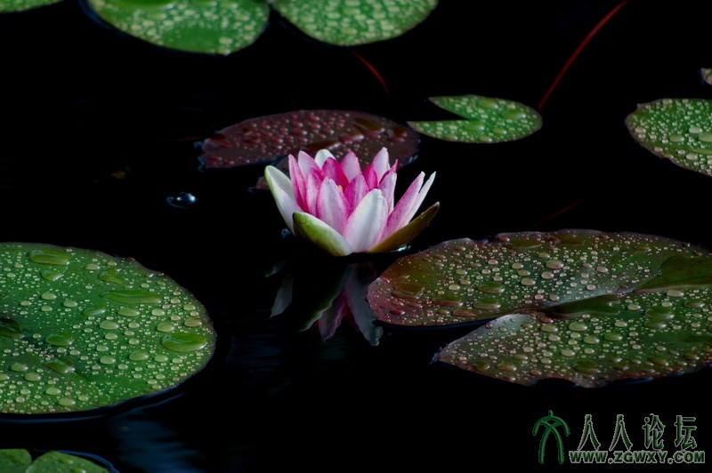 陈如为 2白洋湖 baiyanghu@126.com.jpg