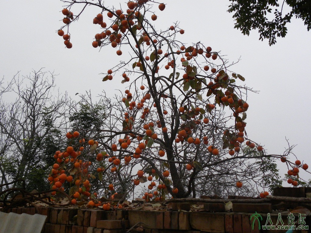 柿子满枝头