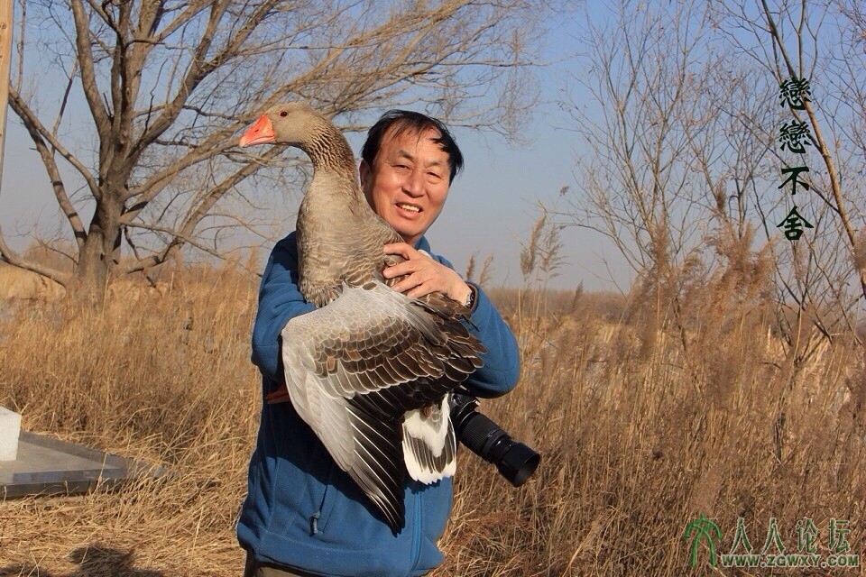 4，我放飞它，可它依依不舍