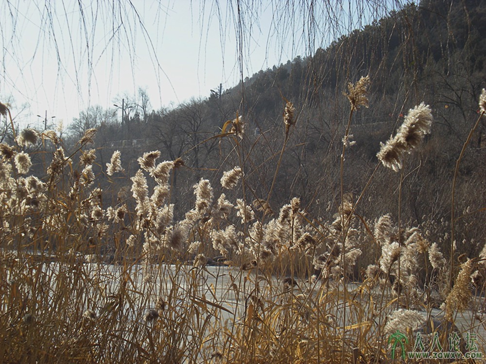 冬日芦苇。龙庆峡.jpg