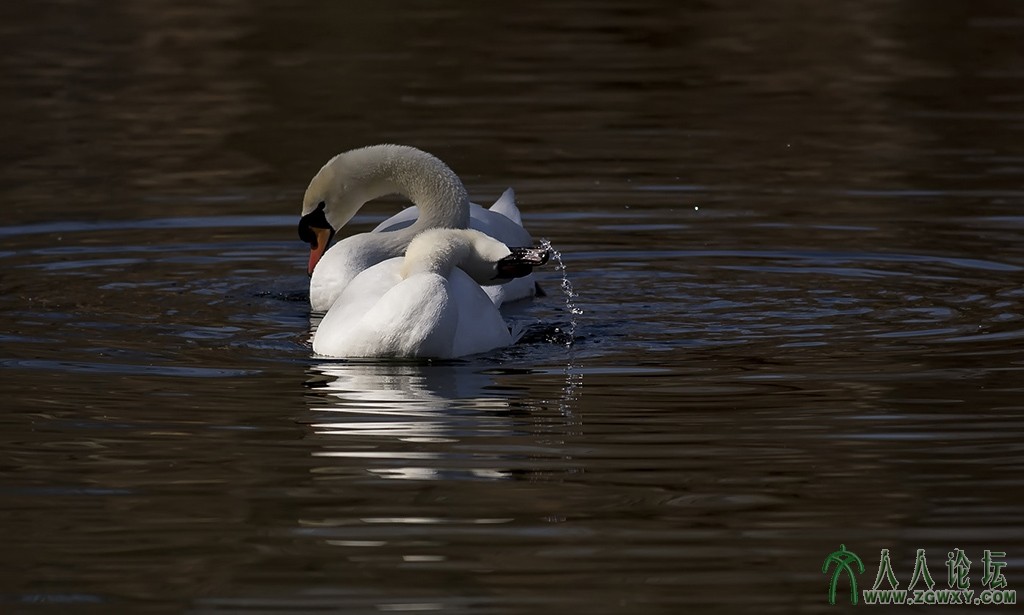 天鹅   (15).jpg