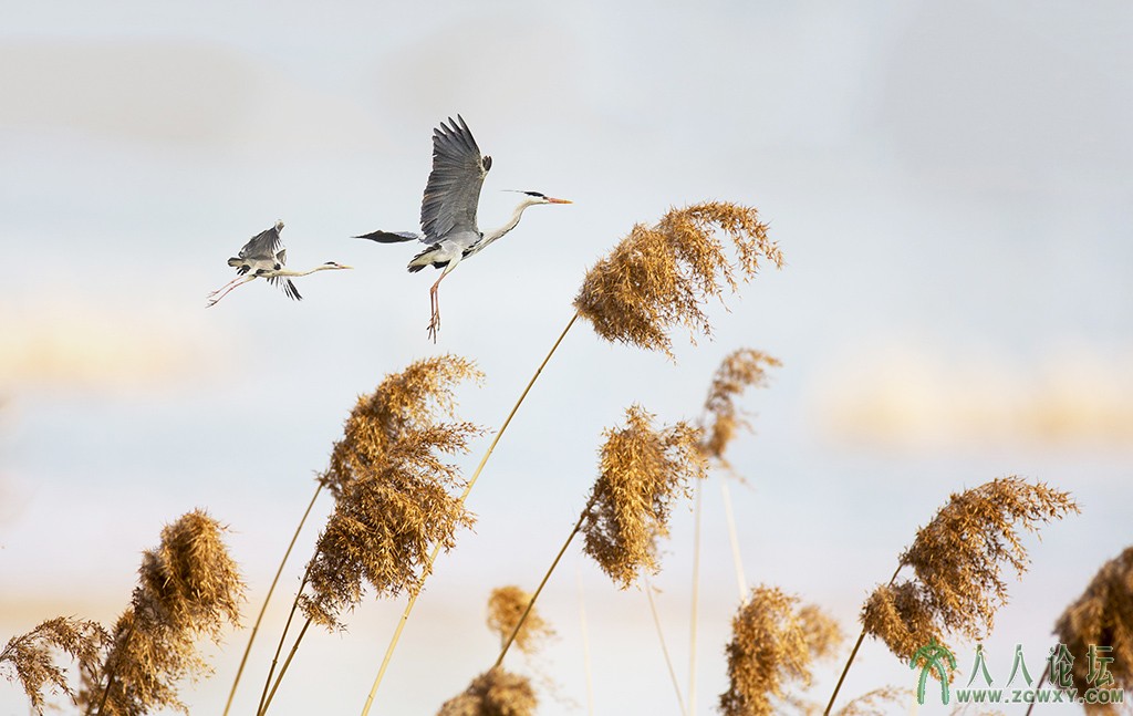 翠湖湿地 (1).jpg