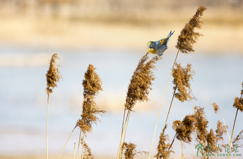 翠湖湿地 (2).jpg