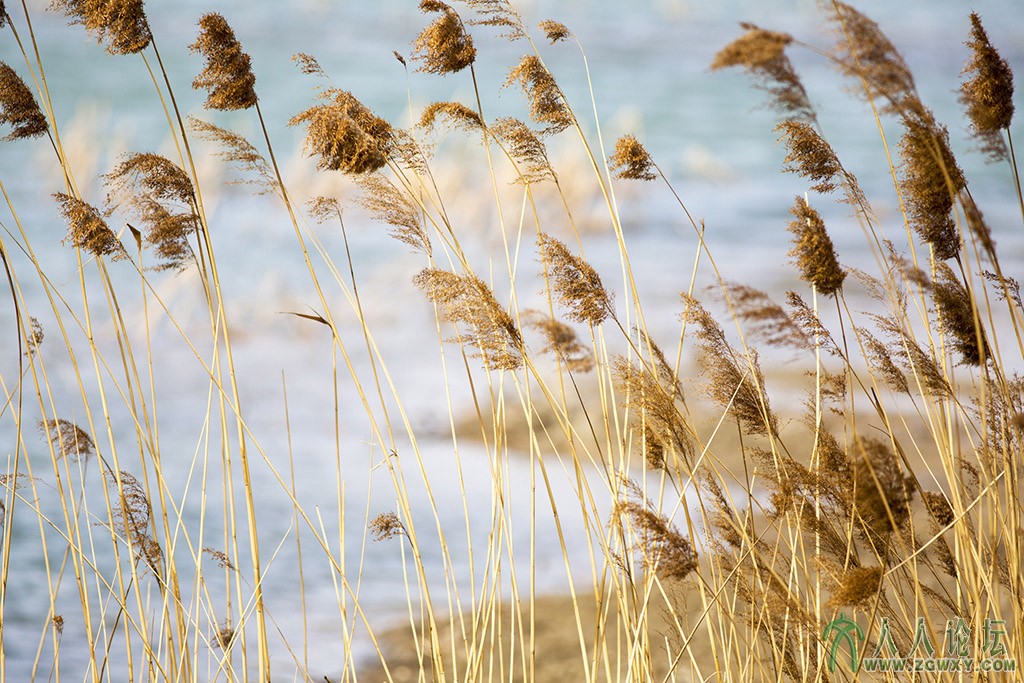 翠湖湿地 (8).jpg