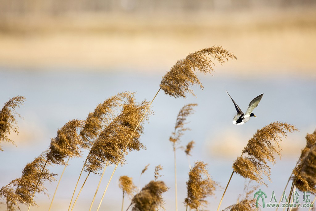 翠湖湿地 (10).jpg