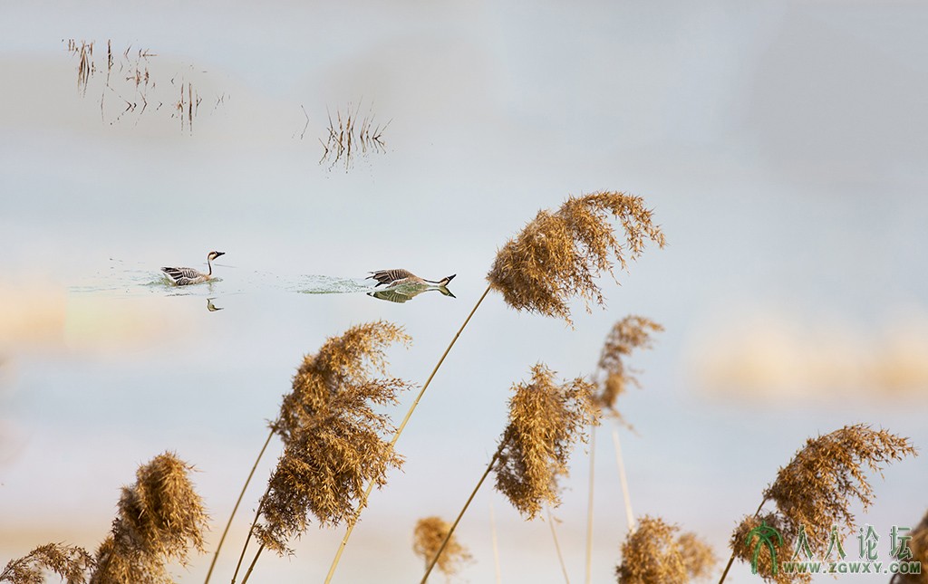 翠湖湿地 (11).jpg