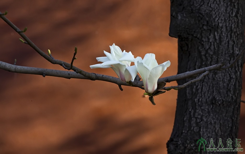玉兰花 (4).jpg