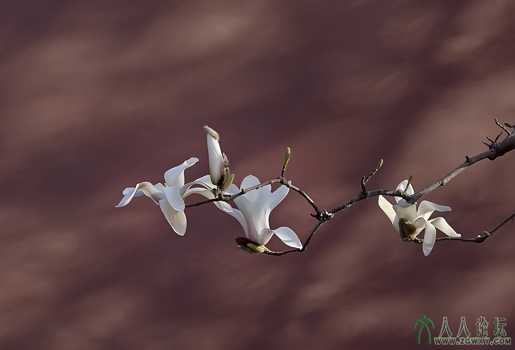 玉兰花 (19).jpg