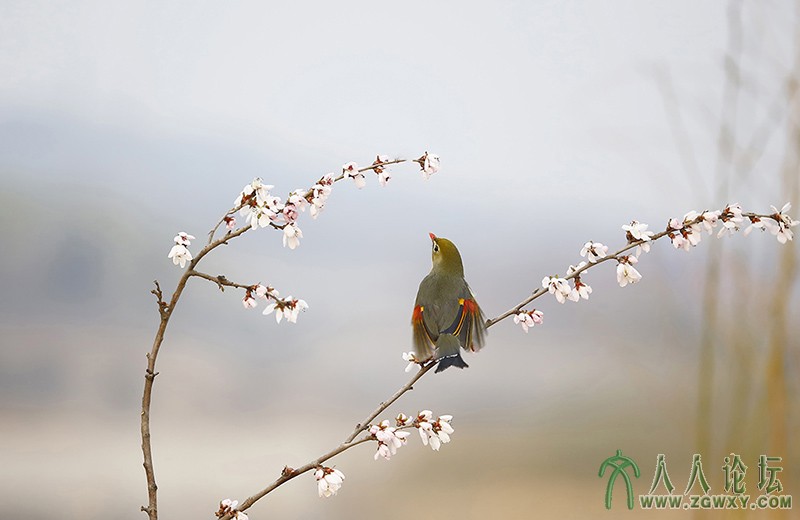 相思雀    (4).jpg