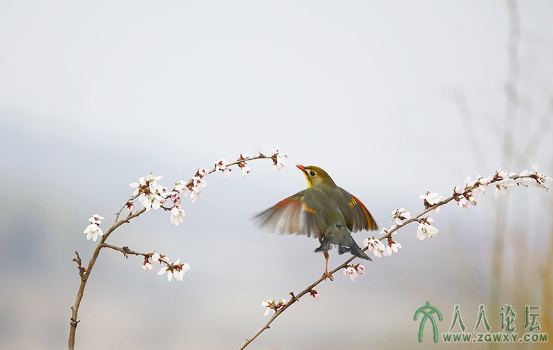 相思雀    (3).jpg