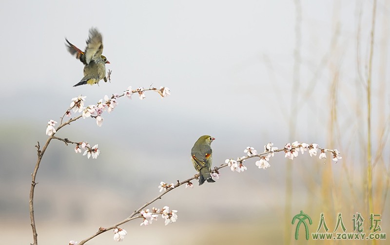 相思雀    (6).jpg