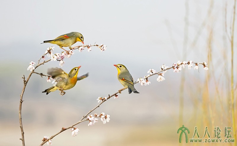 相思雀    (7).jpg