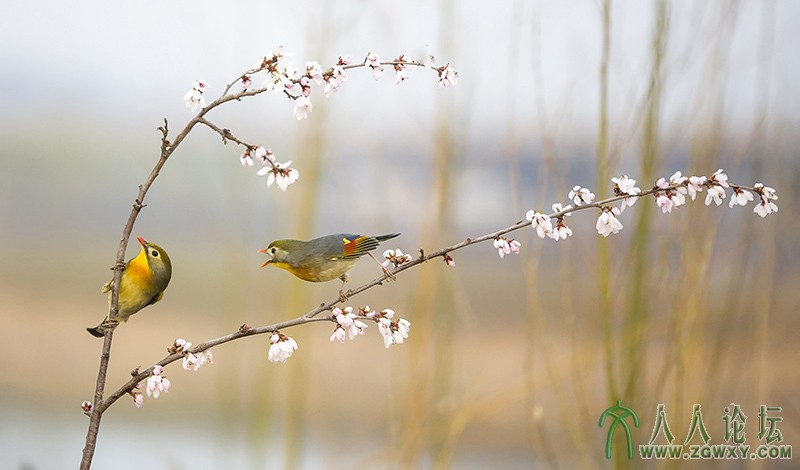 相思雀    (10).jpg