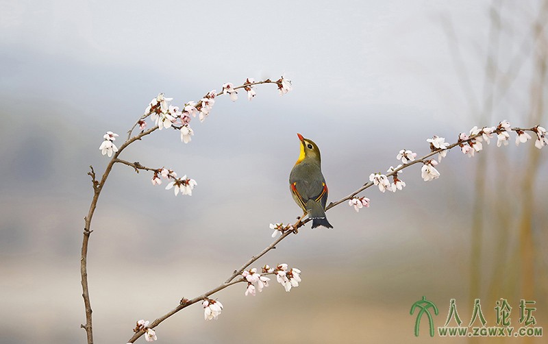 相思雀    (11).jpg