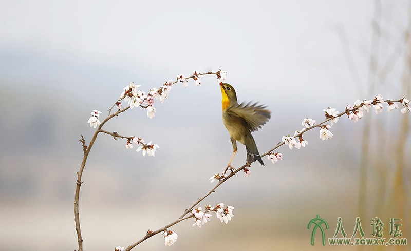 相思雀    (12).jpg