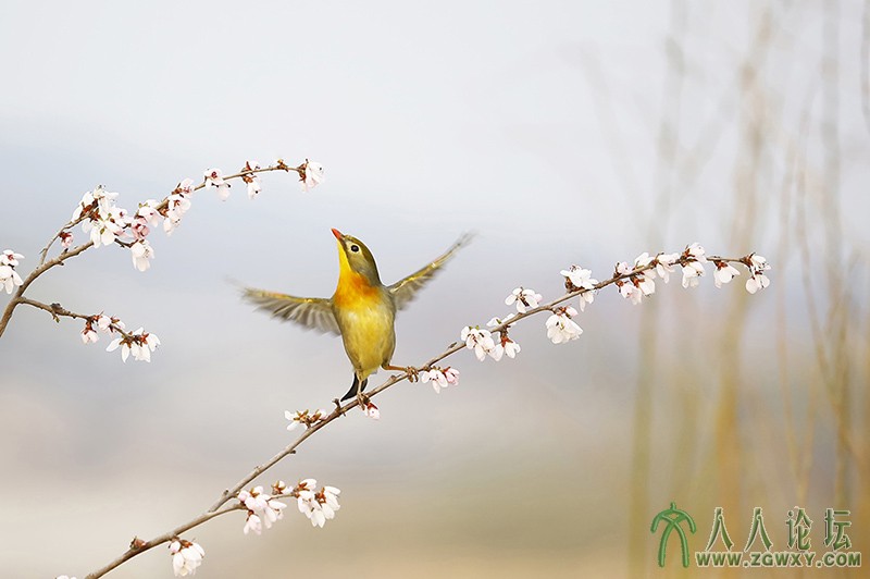 相思雀    (13).jpg