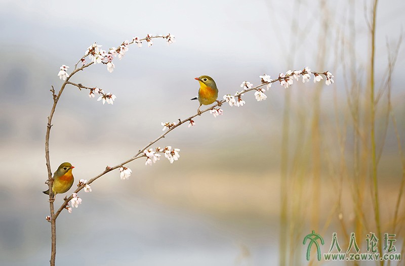 相思雀    (17).jpg