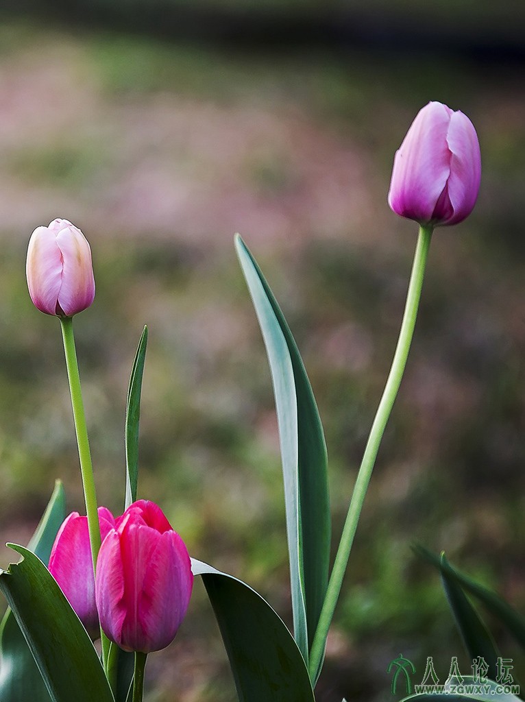 郁金香 (7).jpg