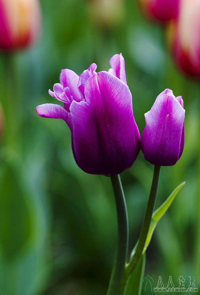 郁金香 (20).jpg