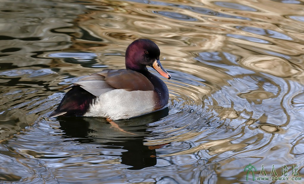 赤颈鸭 (5).jpg