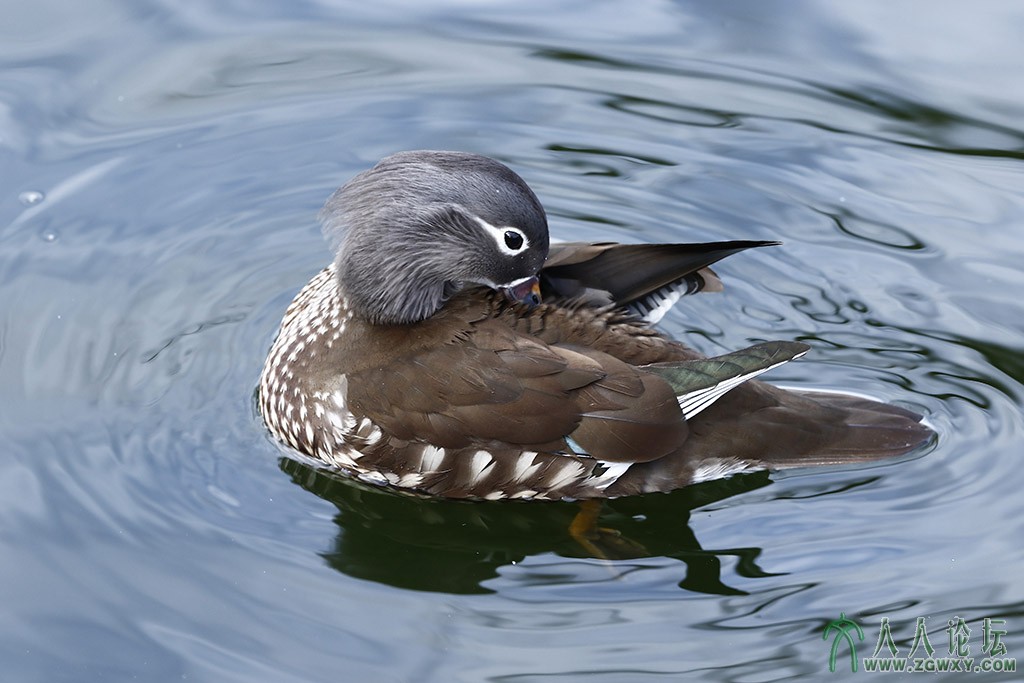 罗纹鸭2 (14).jpg