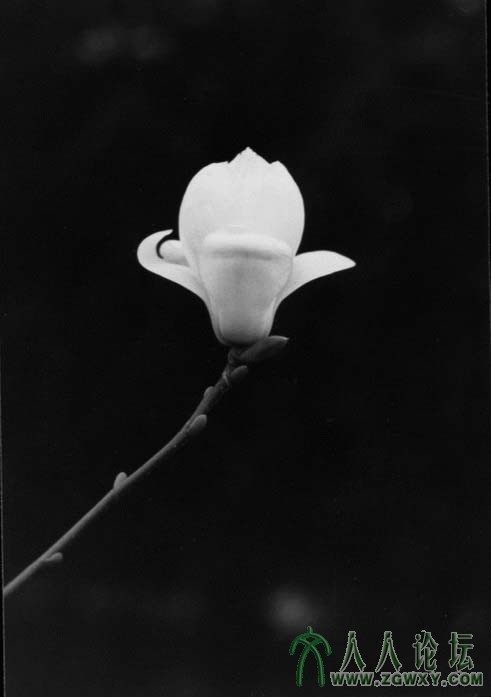 flower02.jpg
