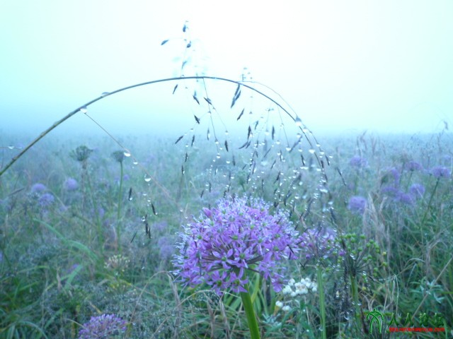 大韭菜坪 049.jpg