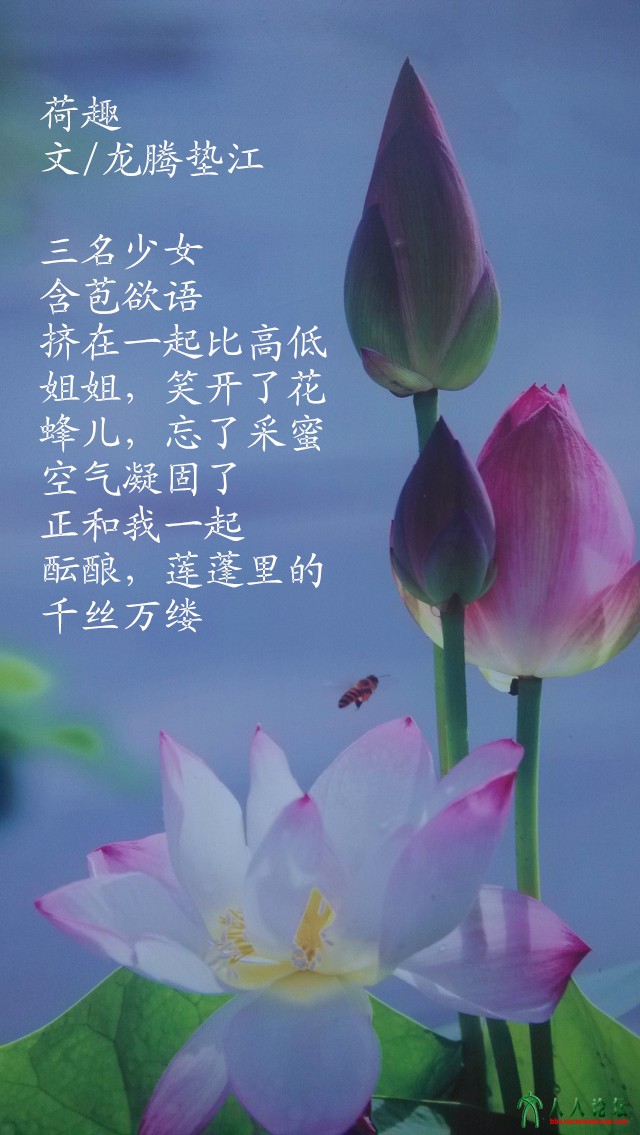 洪湖荷花 (1).jpg