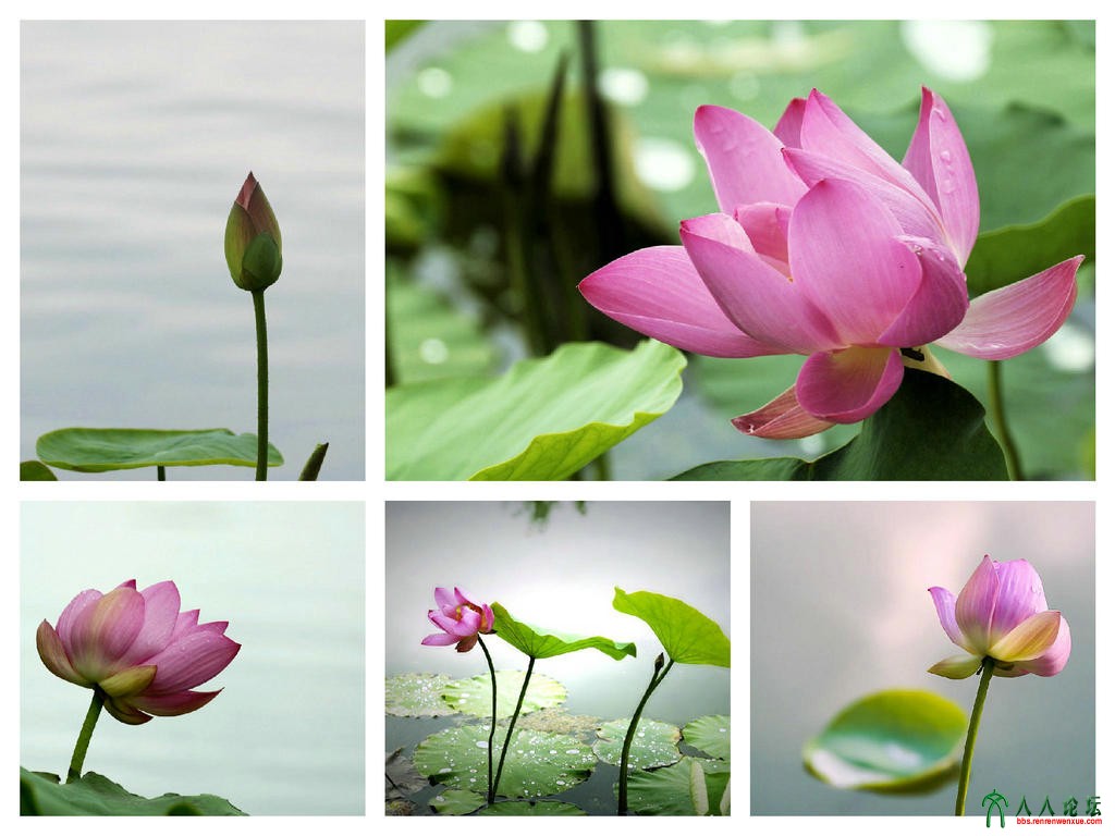荷，组图1.jpg