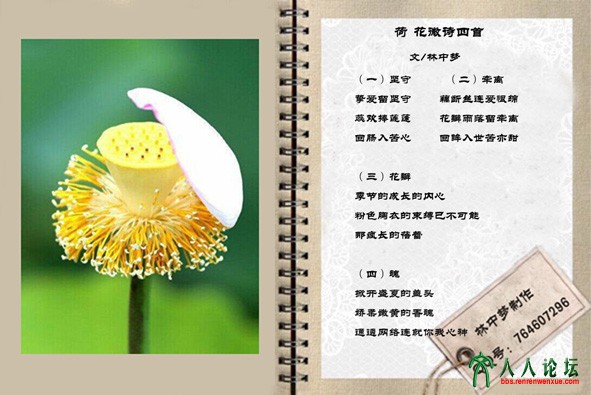荷花微诗四首-1.jpg