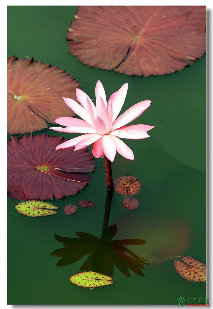 睡莲 (28).jpg