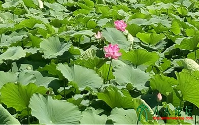 接天莲叶无穷碧，映日荷花别样红