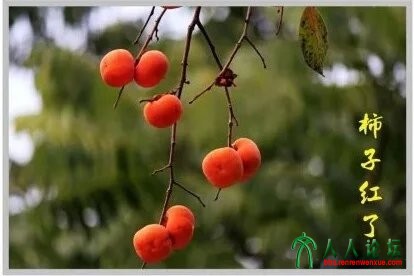 柿子红了.jpg