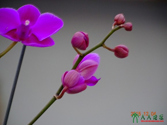 蝴蝶兰5 