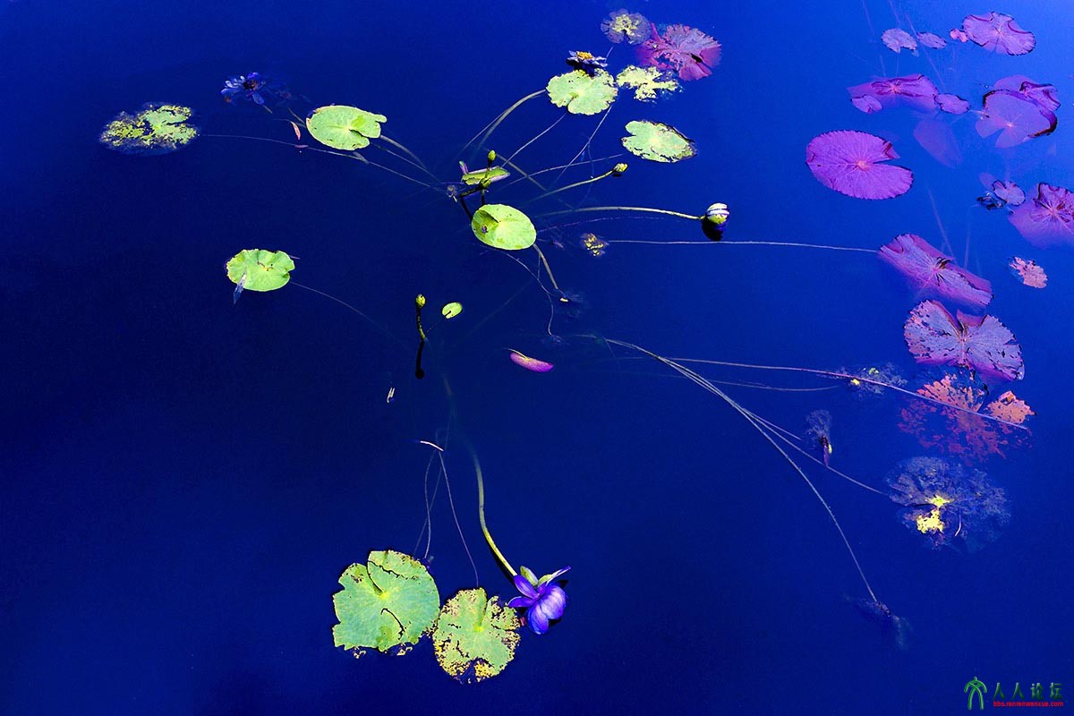 荷塘秋色 (2).jpg