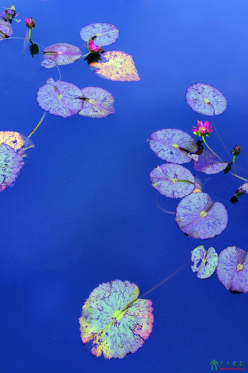 荷塘秋色 (8).jpg