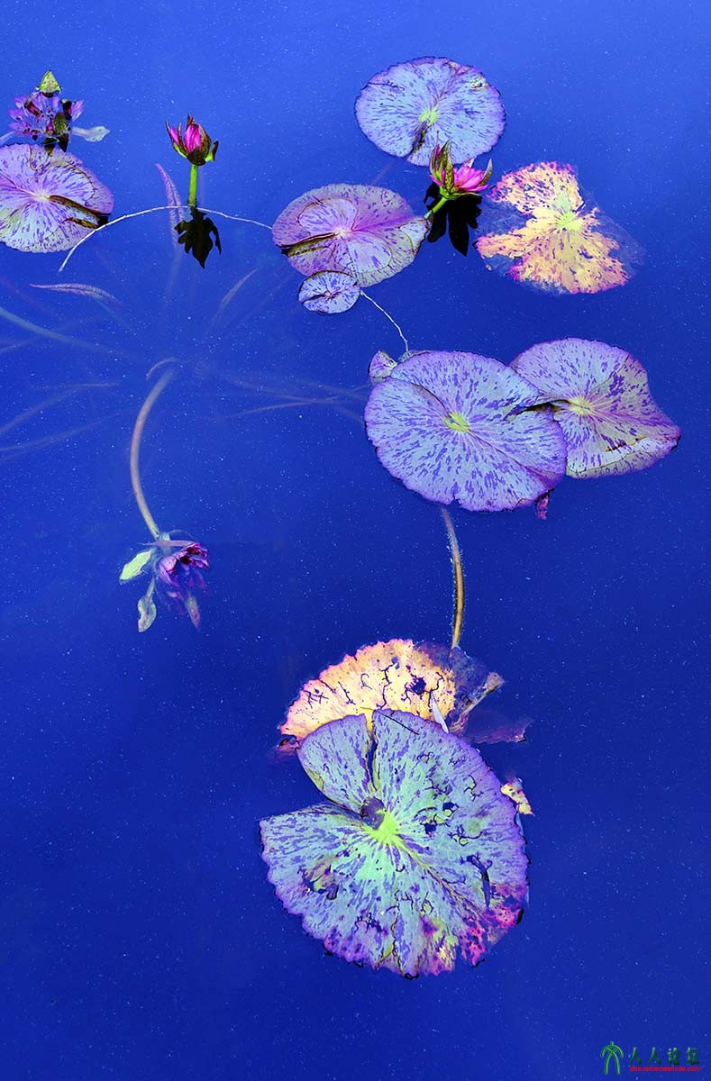 荷塘秋色 (10).jpg