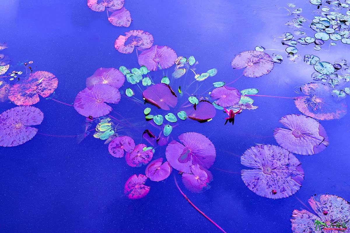 荷塘秋色 (15).jpg