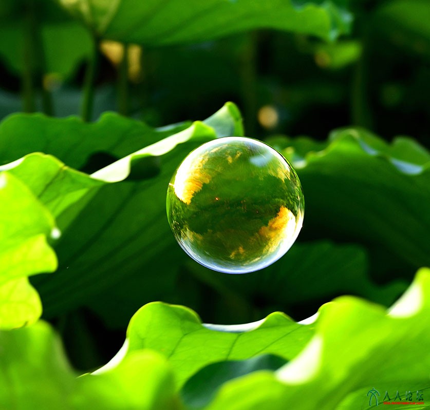 《荷塘水珠》.jpg