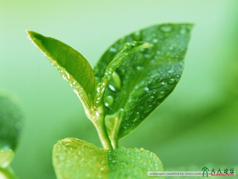 http://pijiuzj.com/jiamengfei/471.html	没有做过生意 加盟奶茶店致富好出路