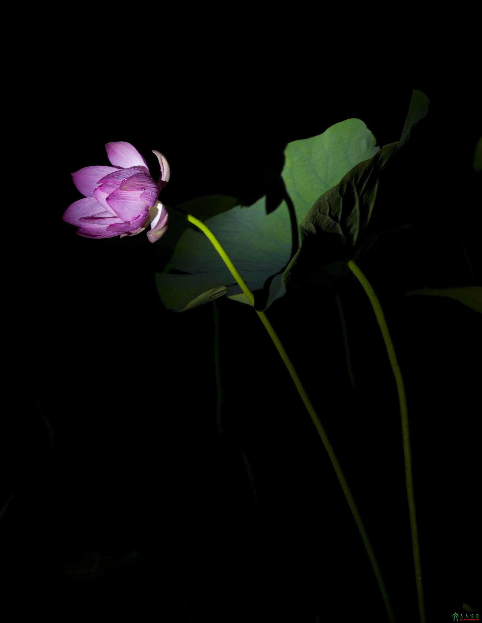 晚荷