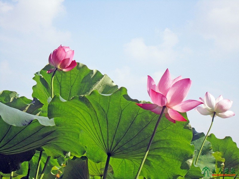 红白莲花开共塘(修).jpg