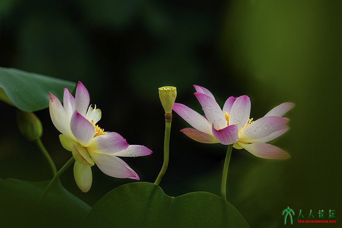 姐妹花系列4.jpg