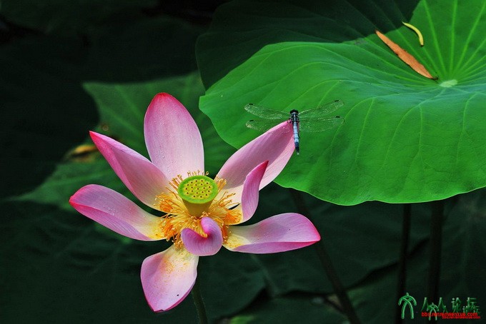 为荷蜓留b1000.jpg