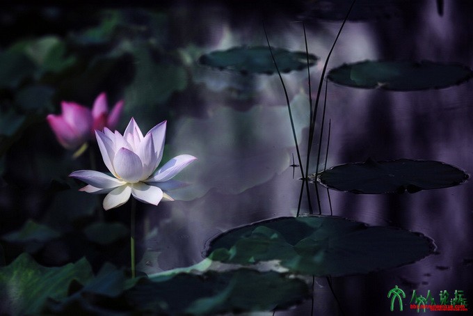 幽幽荷韵1000.jpg
