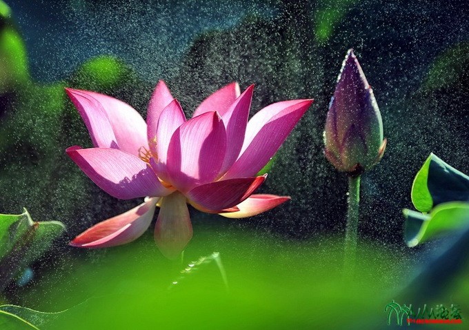 2016北京莲花池荷花摄影大赛参赛单幅作品3  作品名称：雨中荷情；作者：曹发来；单位.jpg
