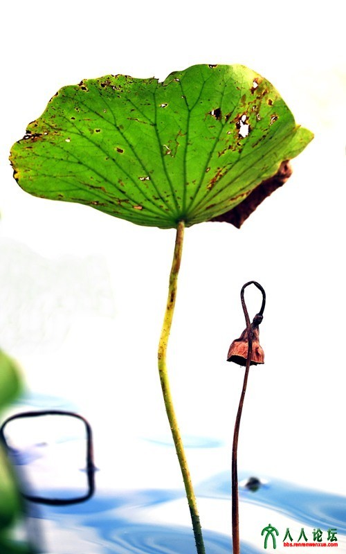 2016北京莲花池荷花摄影大赛参赛单幅作品4  作品名称：残荷；作者：曹发来；单位：北.jpg