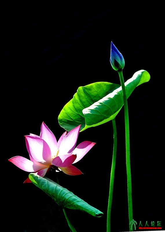 2016北京莲花池荷花摄影大赛参赛单幅作品5 作品名称：荷姿曼妙；作者：曹发来；单位： (1).jpg