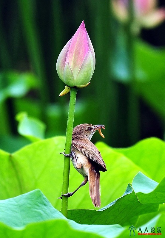 2016北京莲花池荷花摄影大赛参赛组照作品——荷花上的精灵之1 ；名称：荷塘雀影；作者.jpg